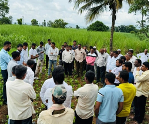 Sugarcane Factories